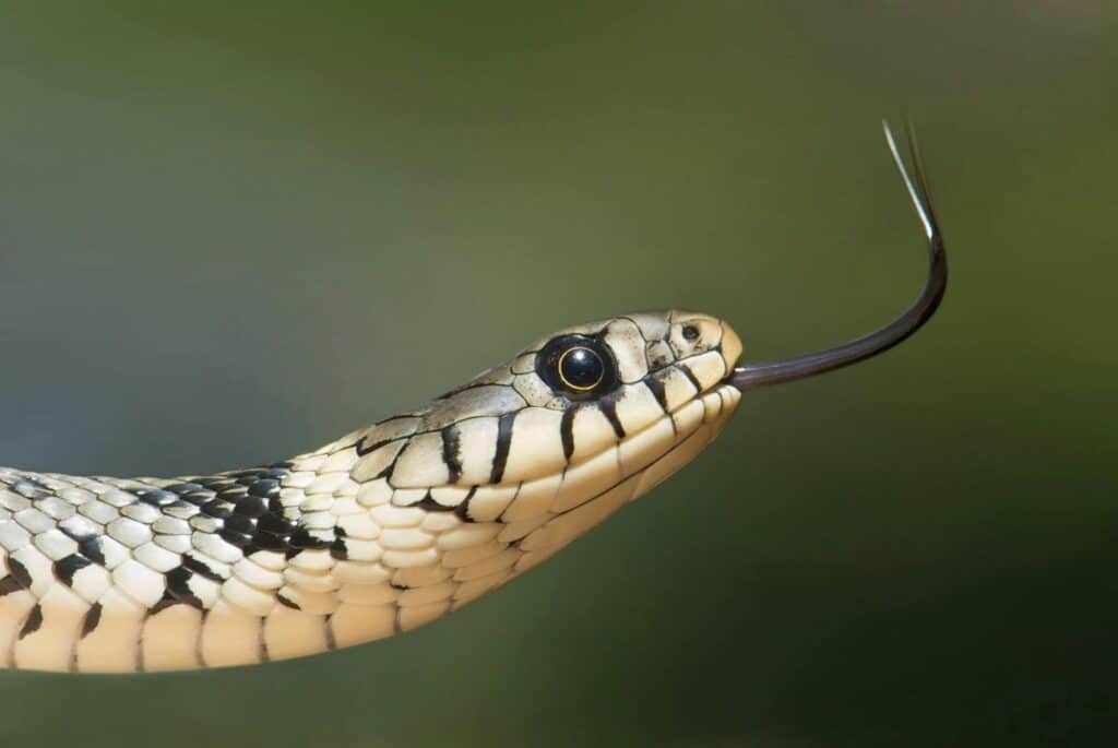 A kígyóvilág sokszínűsége